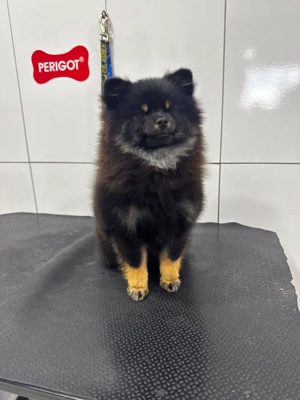 Spitz - Foto 2