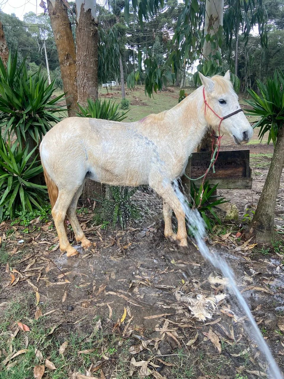 Égua tordilha mansa  - Foto 3