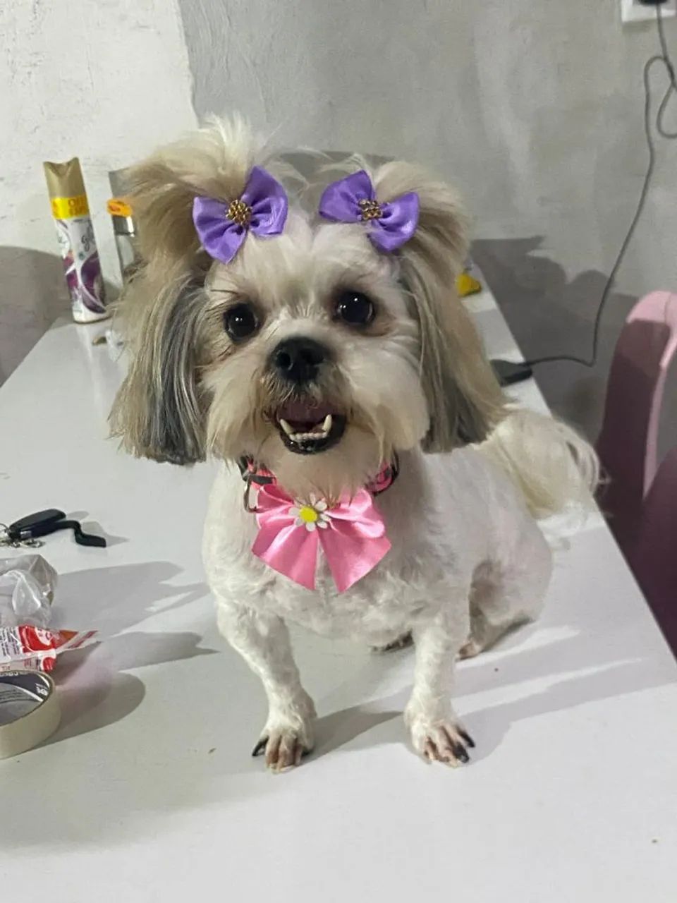 Cachorra Shitzu  - Foto 2