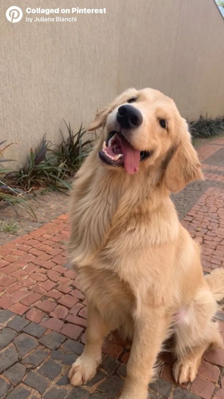 doação de golden retriever 