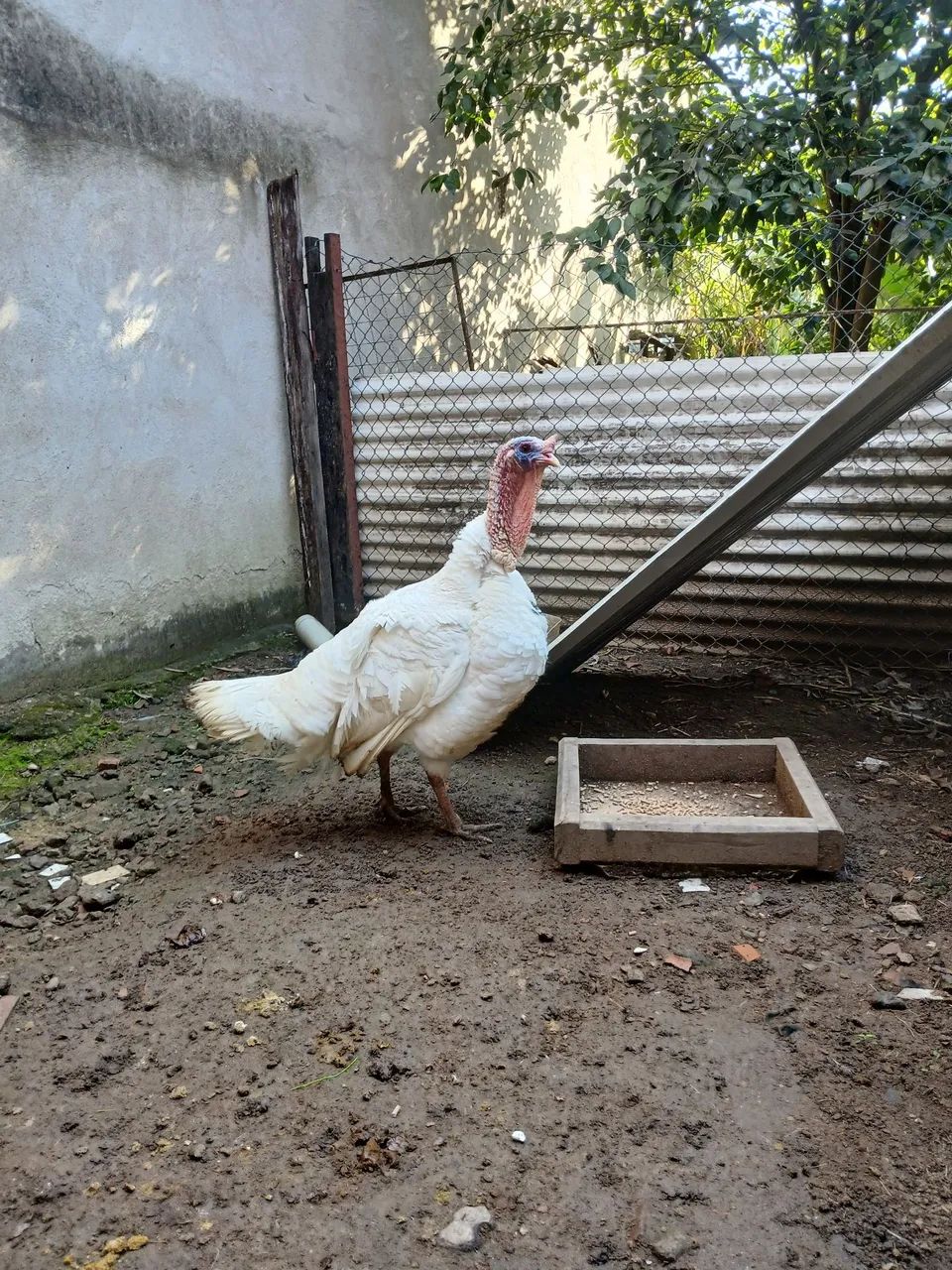 Peru