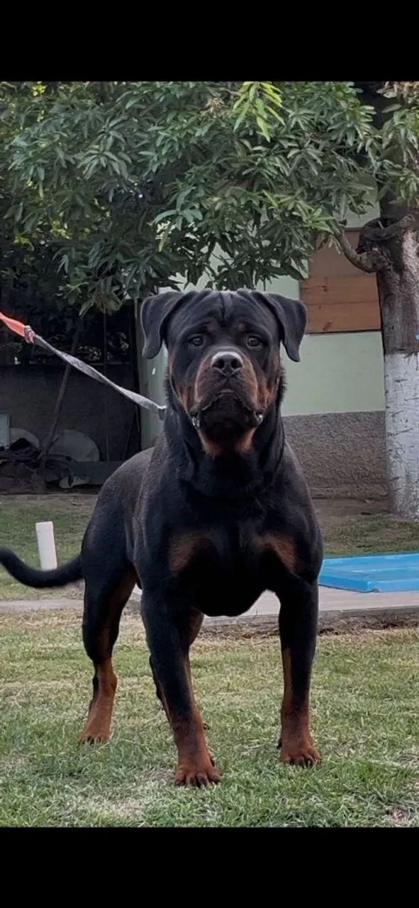 Filhote Fêmea de Rottweiler  - Foto 5