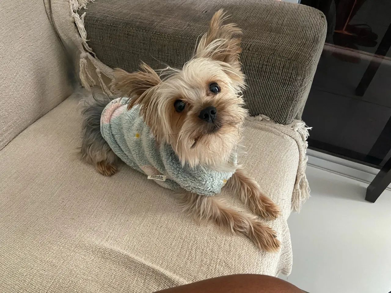 Pet