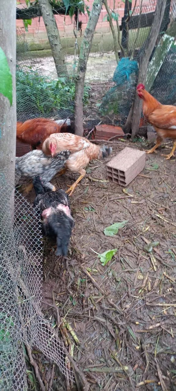 Vende-se Frango caipira  - Foto 5