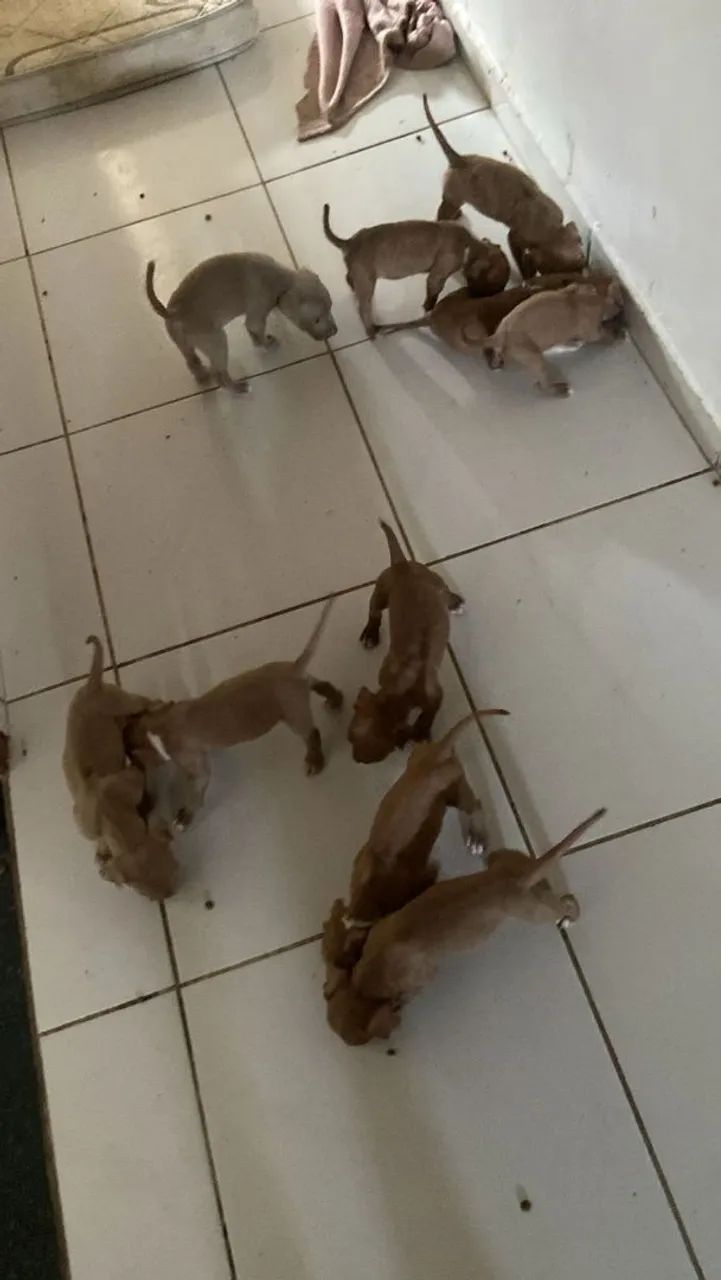 FILHOTES DE PITBULL  - Foto 5