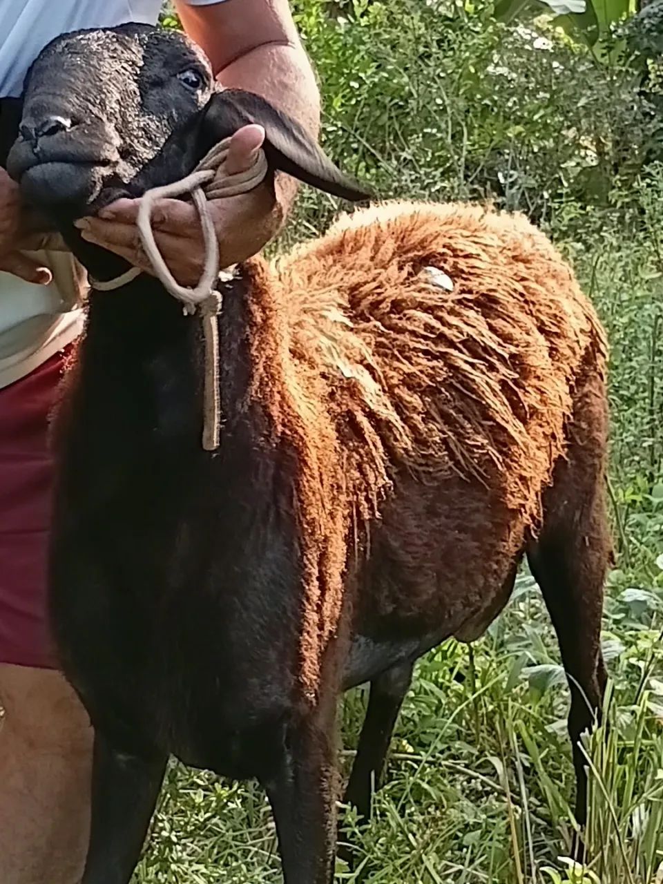 Carneiro  - Foto 2