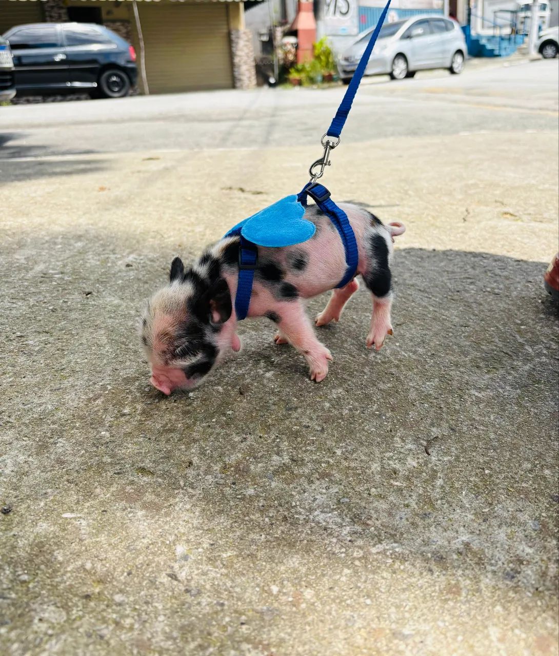 Filhotes de Mini Pig
