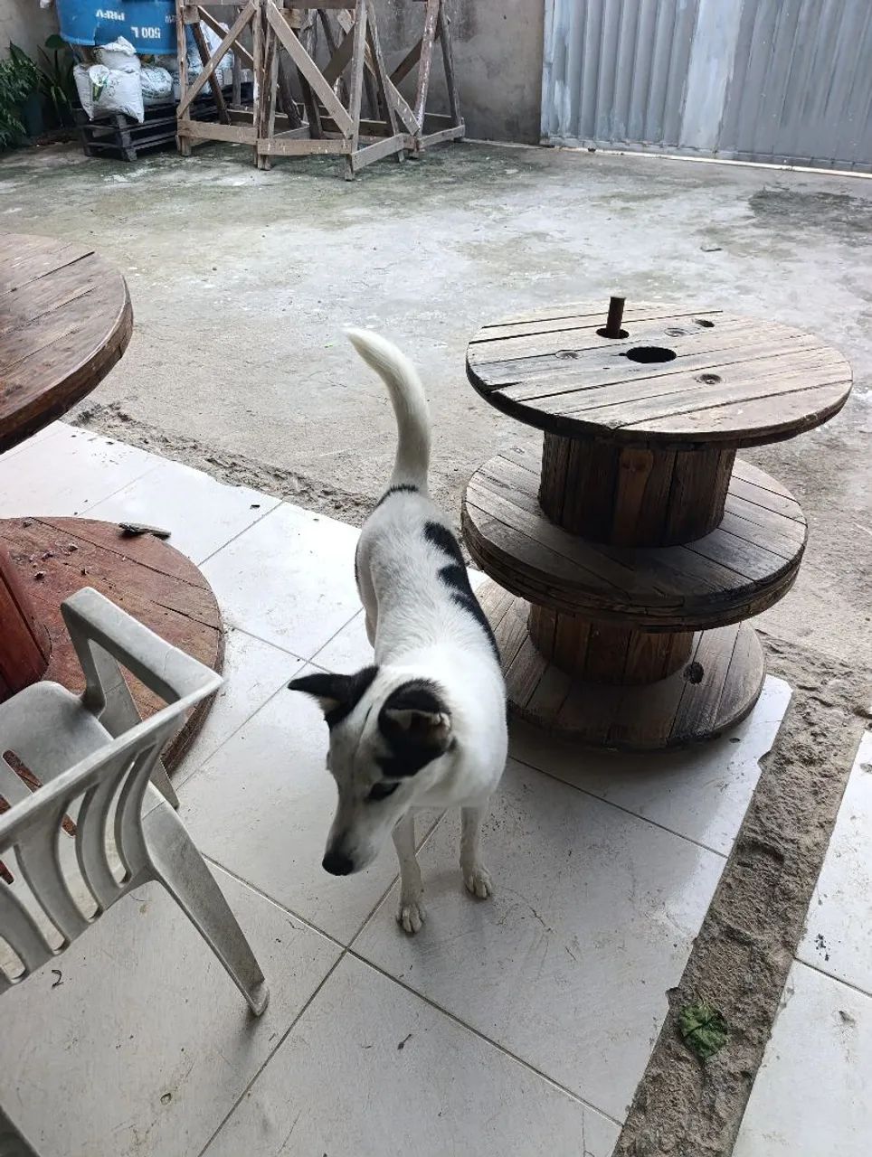 ME ADOTA ? - Foto 4