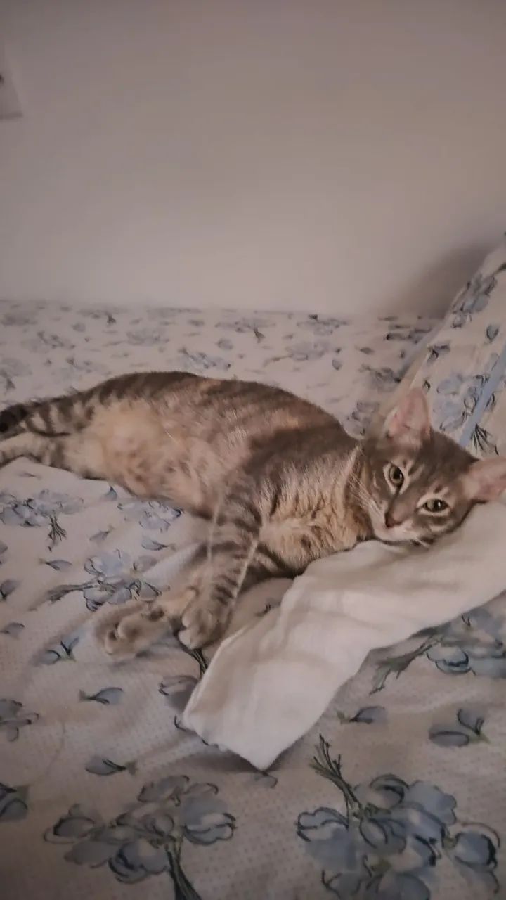 Doação gatos - Foto 2