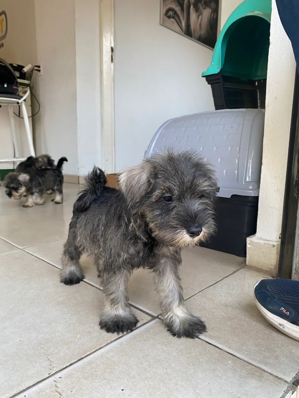 Filhotes de Schnauzer disponíveis  - Foto 5