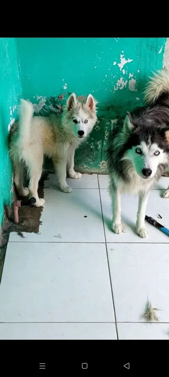 Husky siberiano  - Foto 2