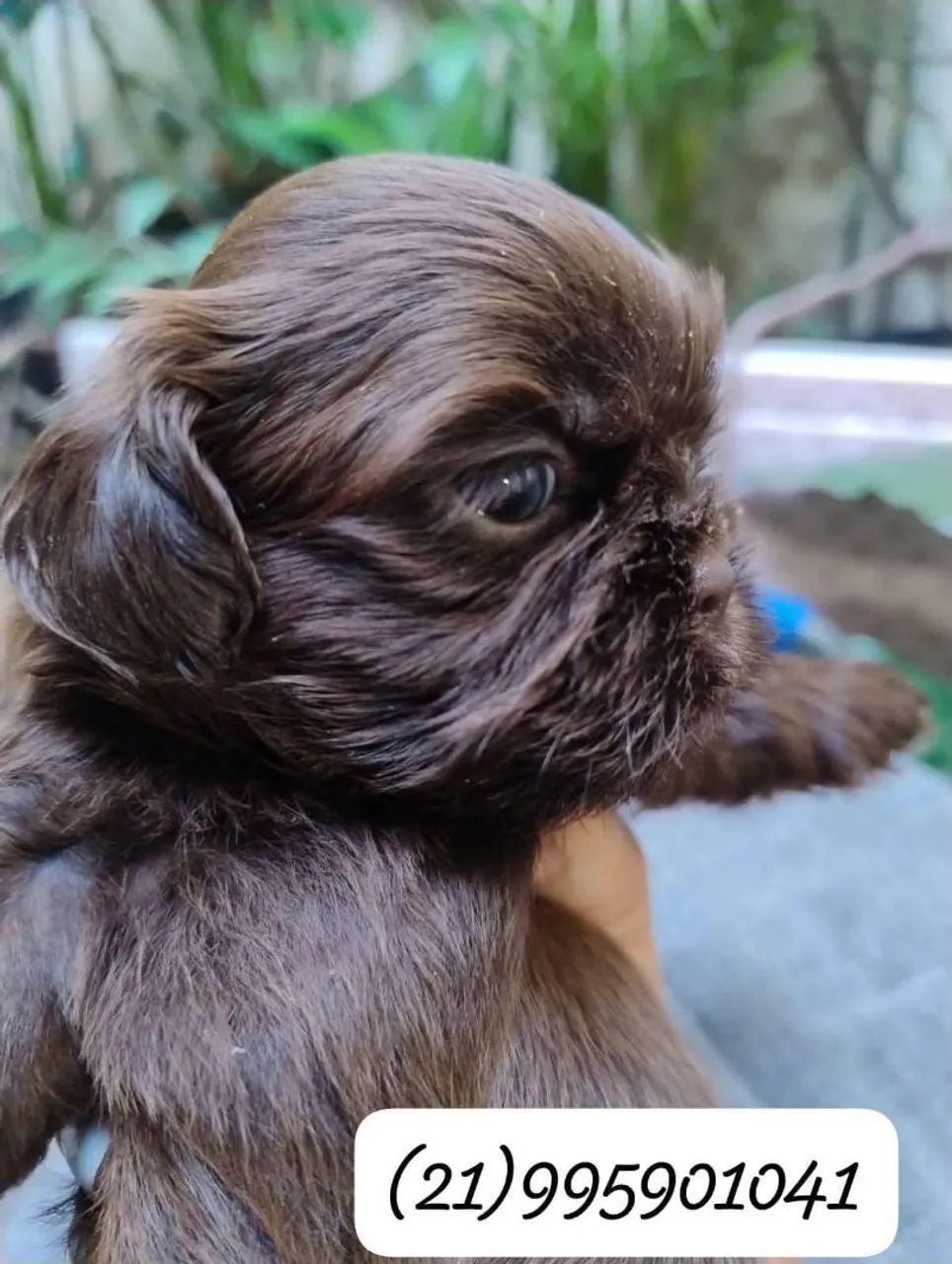 Cachorrinho  - Foto 2