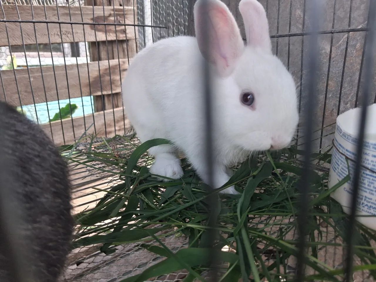 Mini Coelhos Netherland  - Foto 4