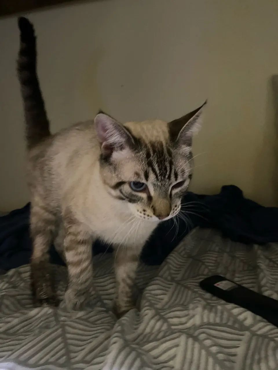 Doa-se gato siamês  - Foto 5