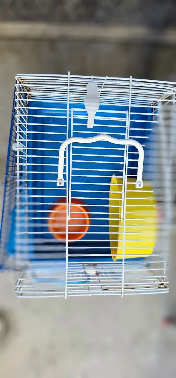 Casinha de hamster65579533600771121