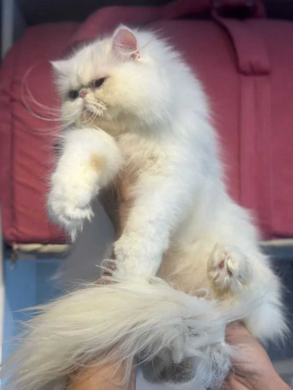 Gata persa com 9 meses - Foto 5