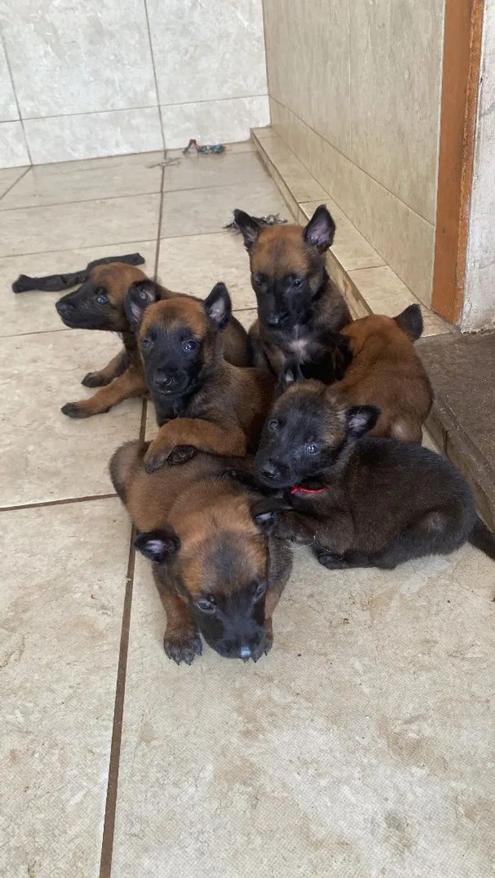 Pastor malinois machos 