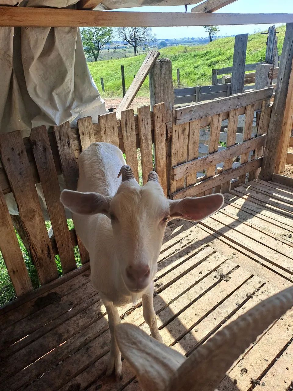 Cabras - Foto 5