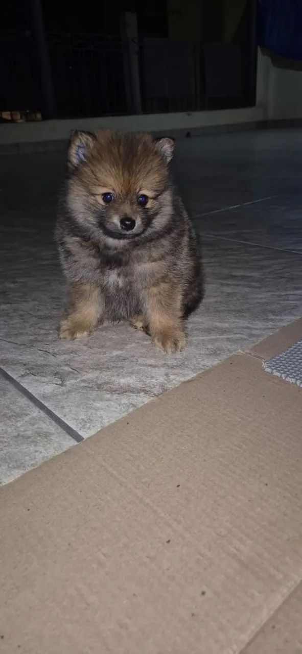Spitz alemão  - Foto 4