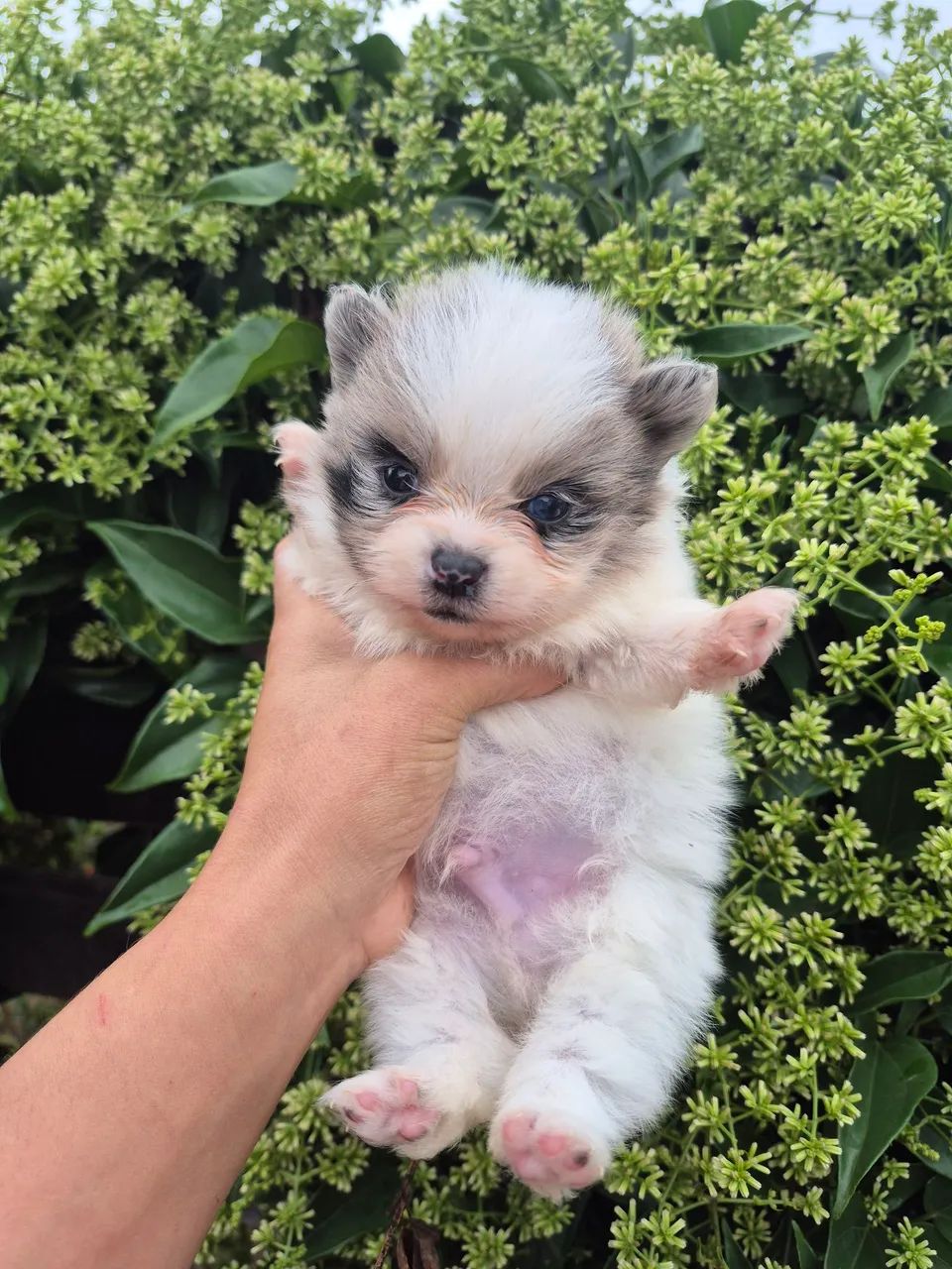 Macho de lulu Merle - Foto 4