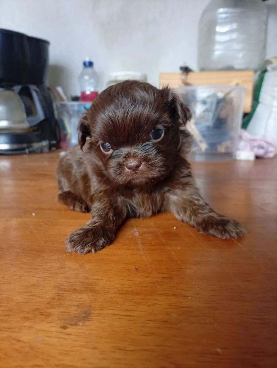 Shitzu fígado chocolate 