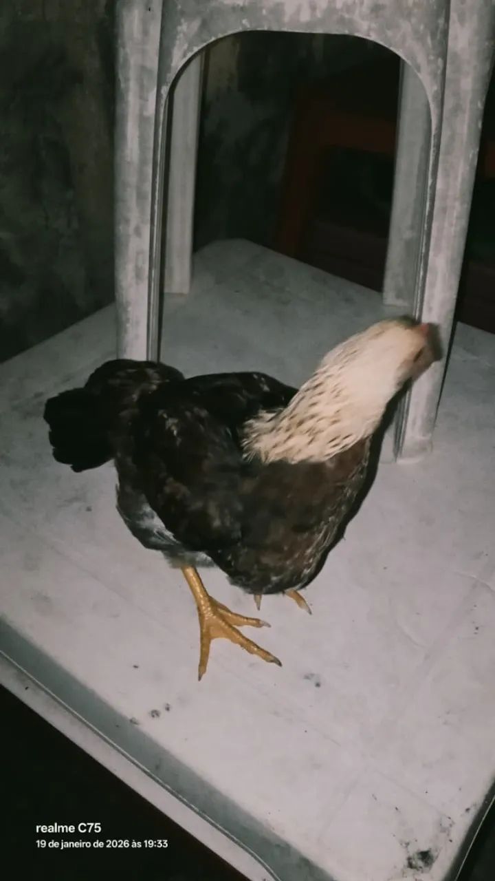 Pintos e Frango(a) Rhode Island Red - Foto 4