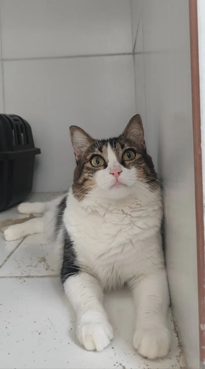 Gata adoção responsável 