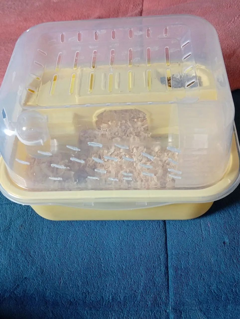 Hamster  - Foto 4