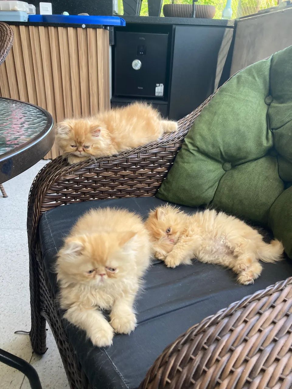 Filhote gato persa - Foto 3