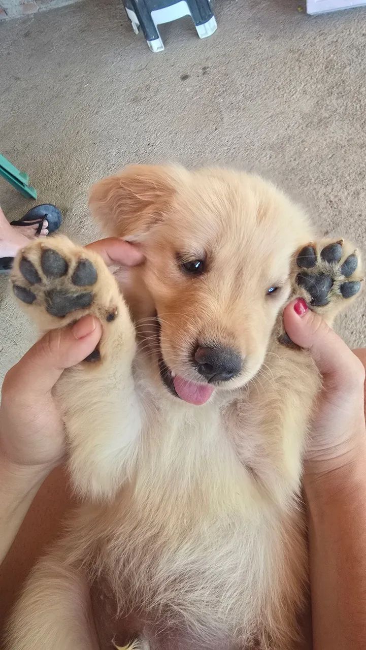 Filhete de Golden Retriever  - Foto 2