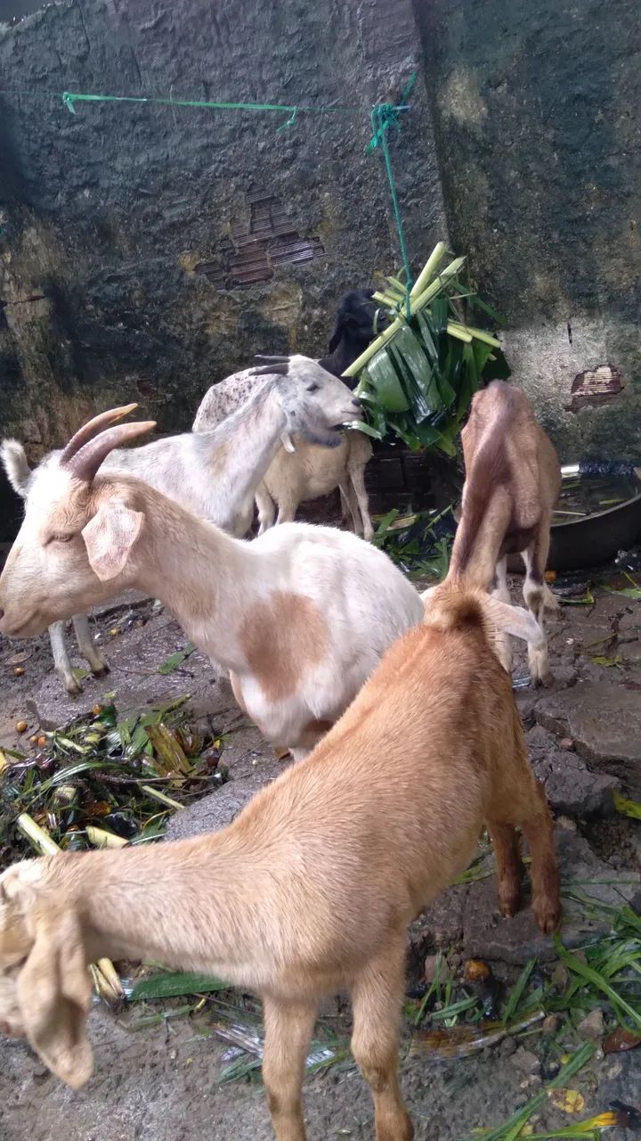 Animais a venda - Foto 5