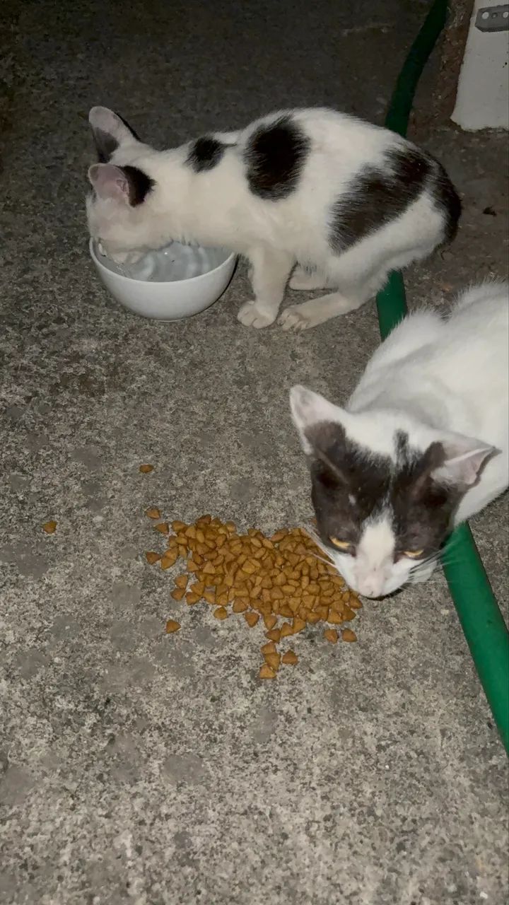 Gatinha para adoção  - Foto 3