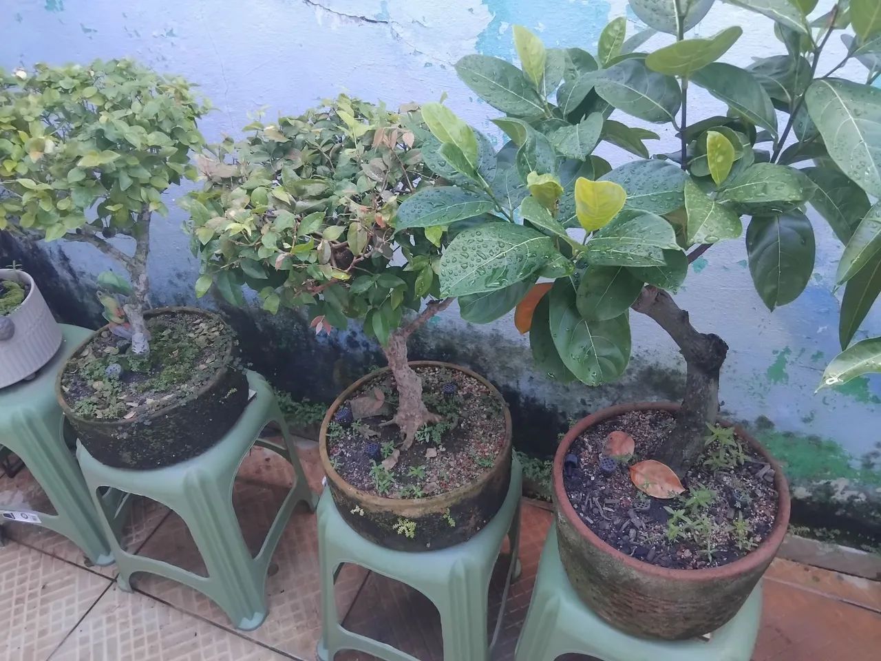 Bonsai de Jaboticaba Sabará 28 Anos - Foto 3