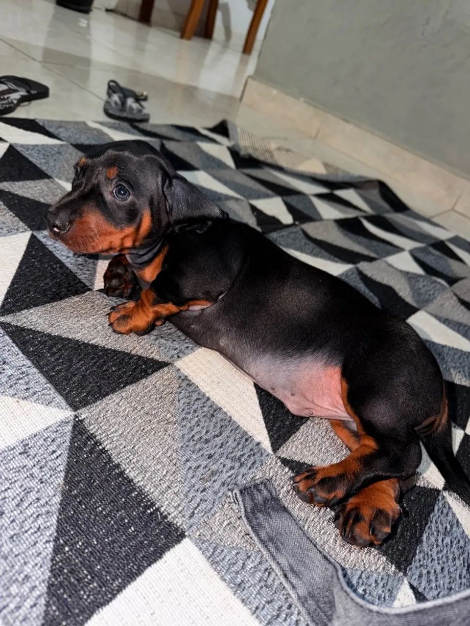 Pet - Foto 3