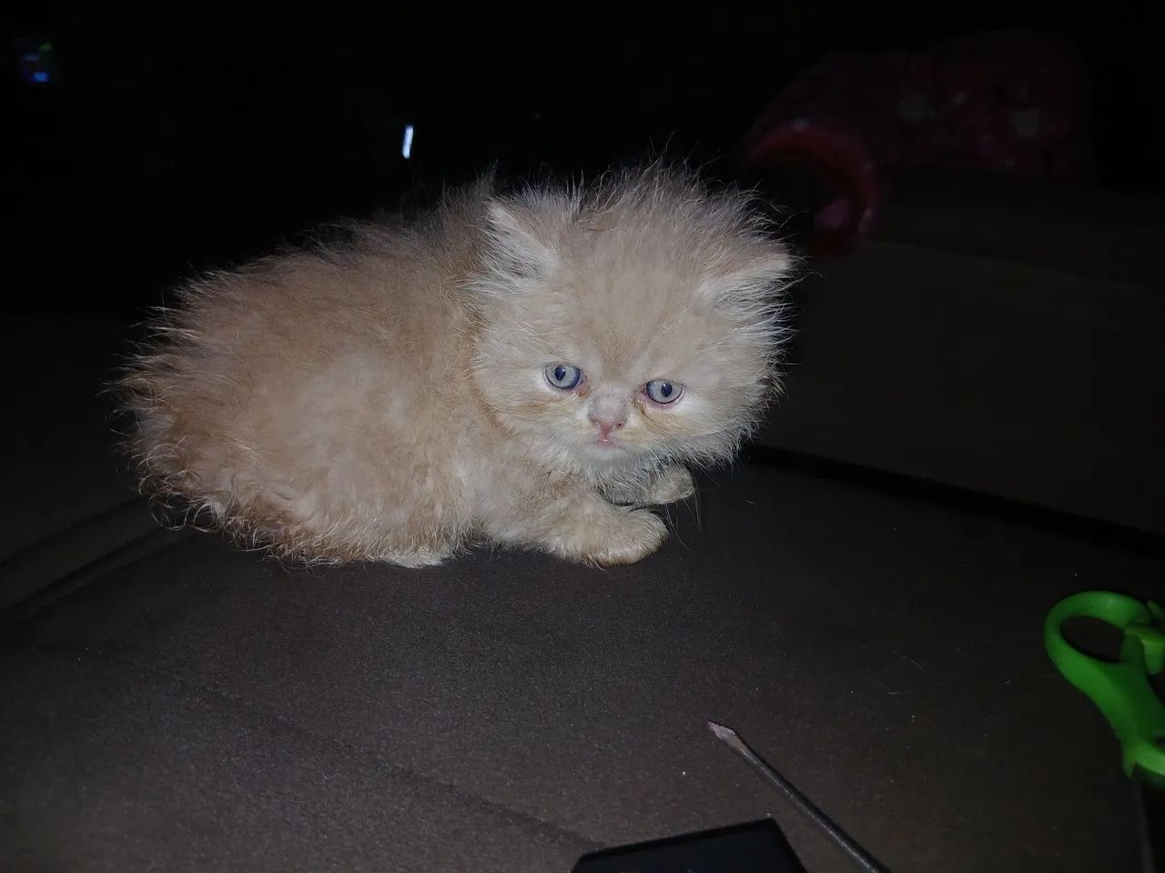 Gato Persa 441091830338693122