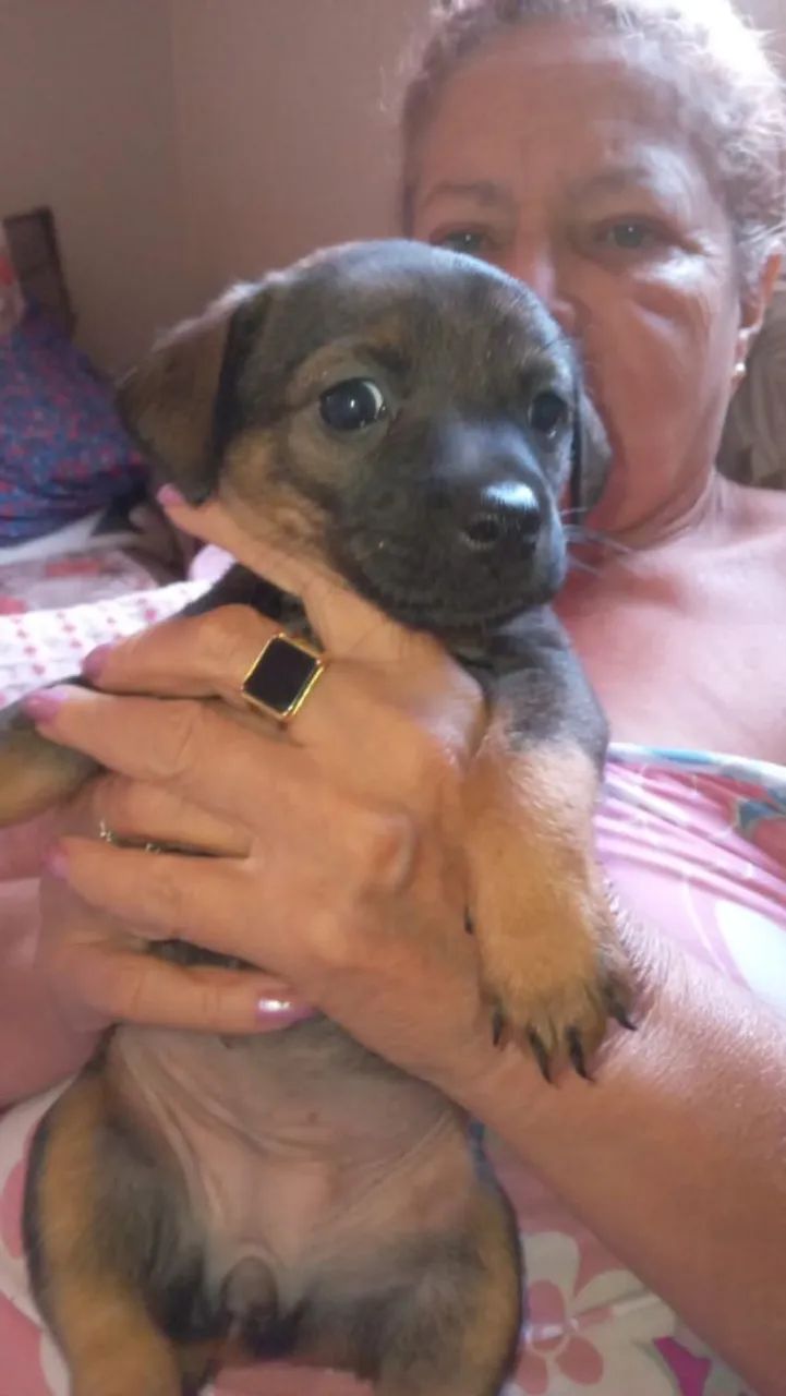 Cão filhote