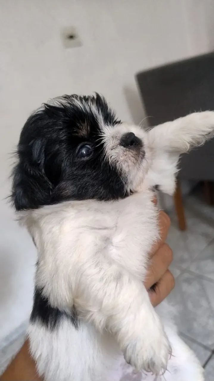 Filhotes de cachorro lhasa - Foto 5