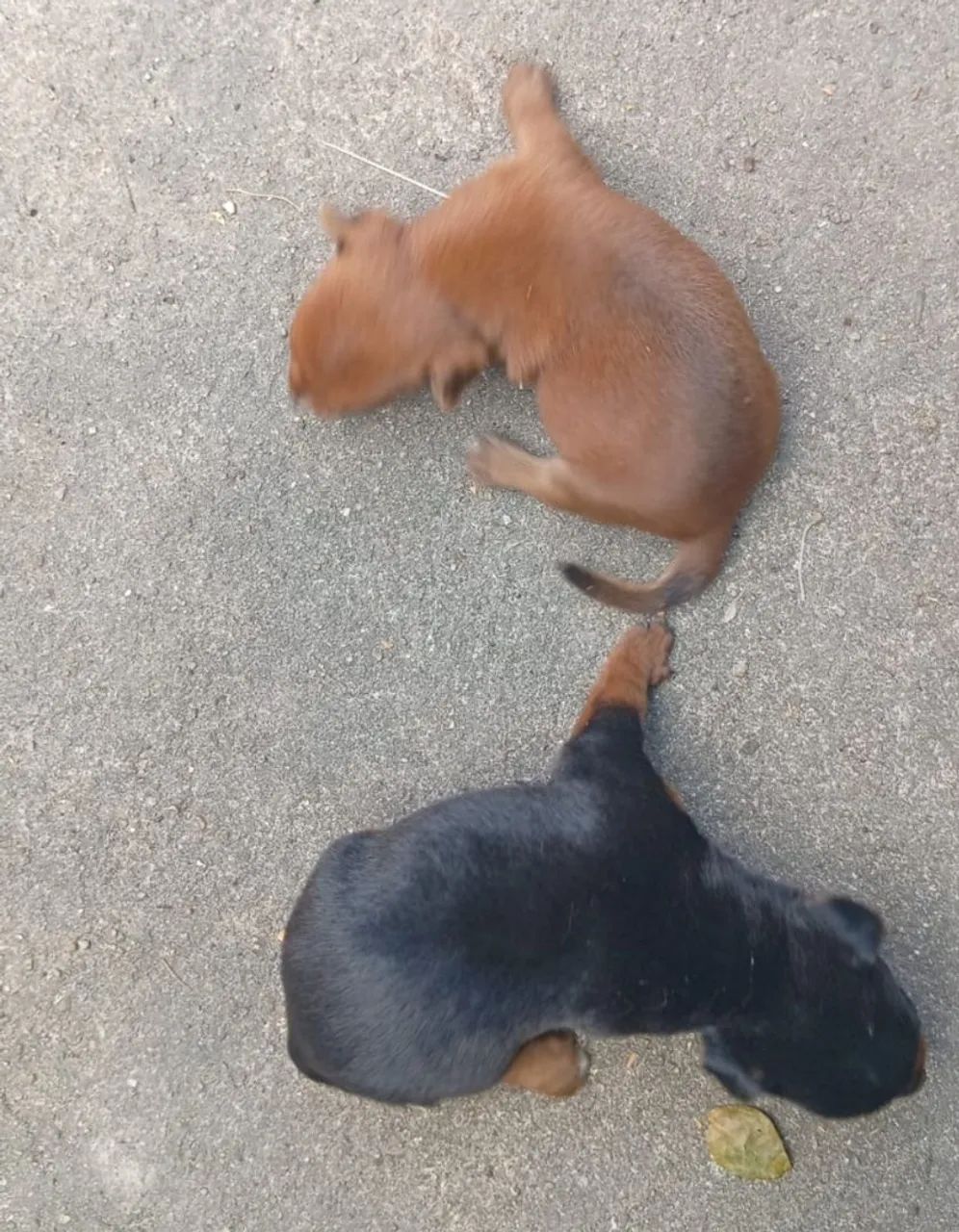 Cachorro ?  - Foto 2