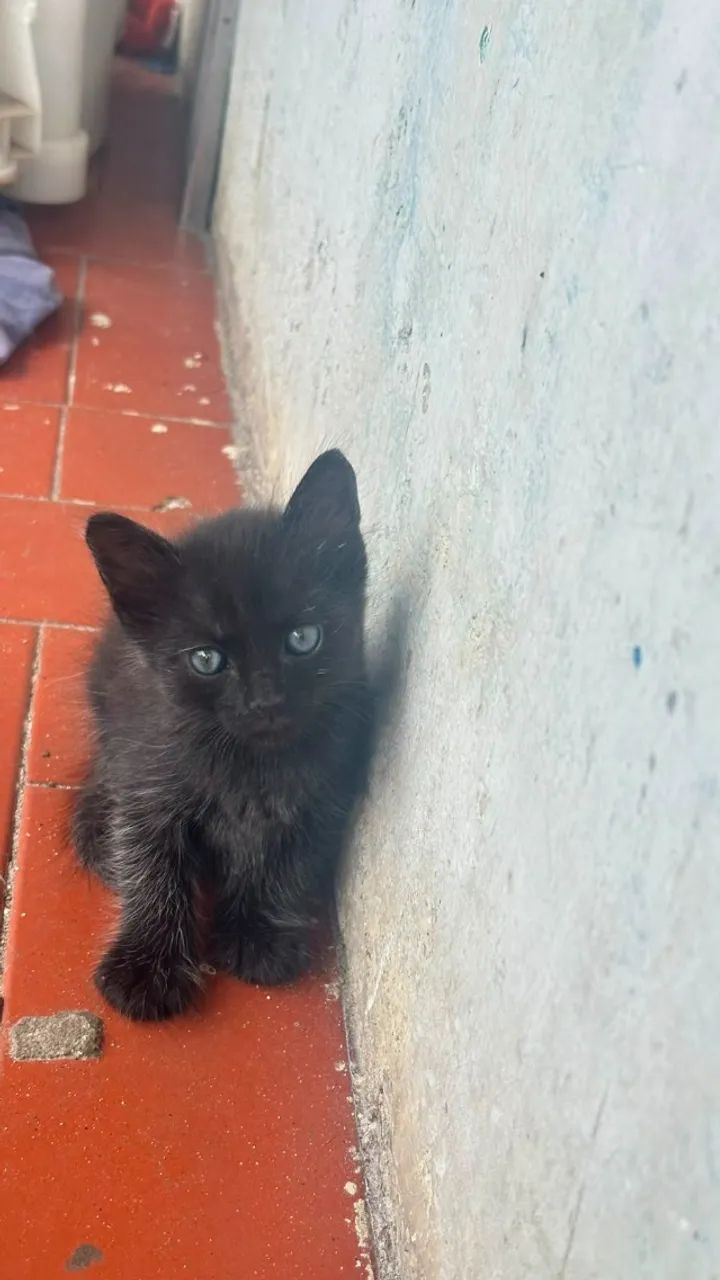 Gatos para Adoção  - Foto 5