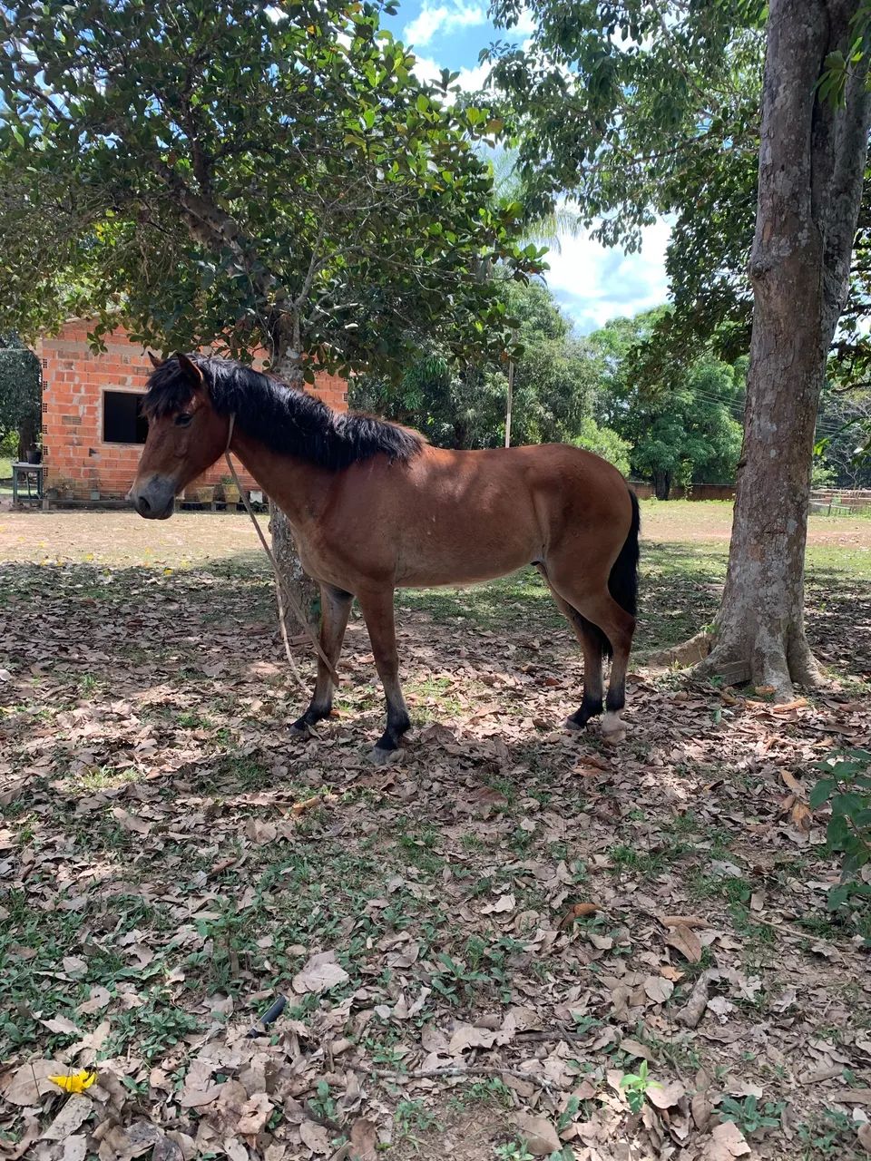 Cavalo 700 reais  - Foto 5