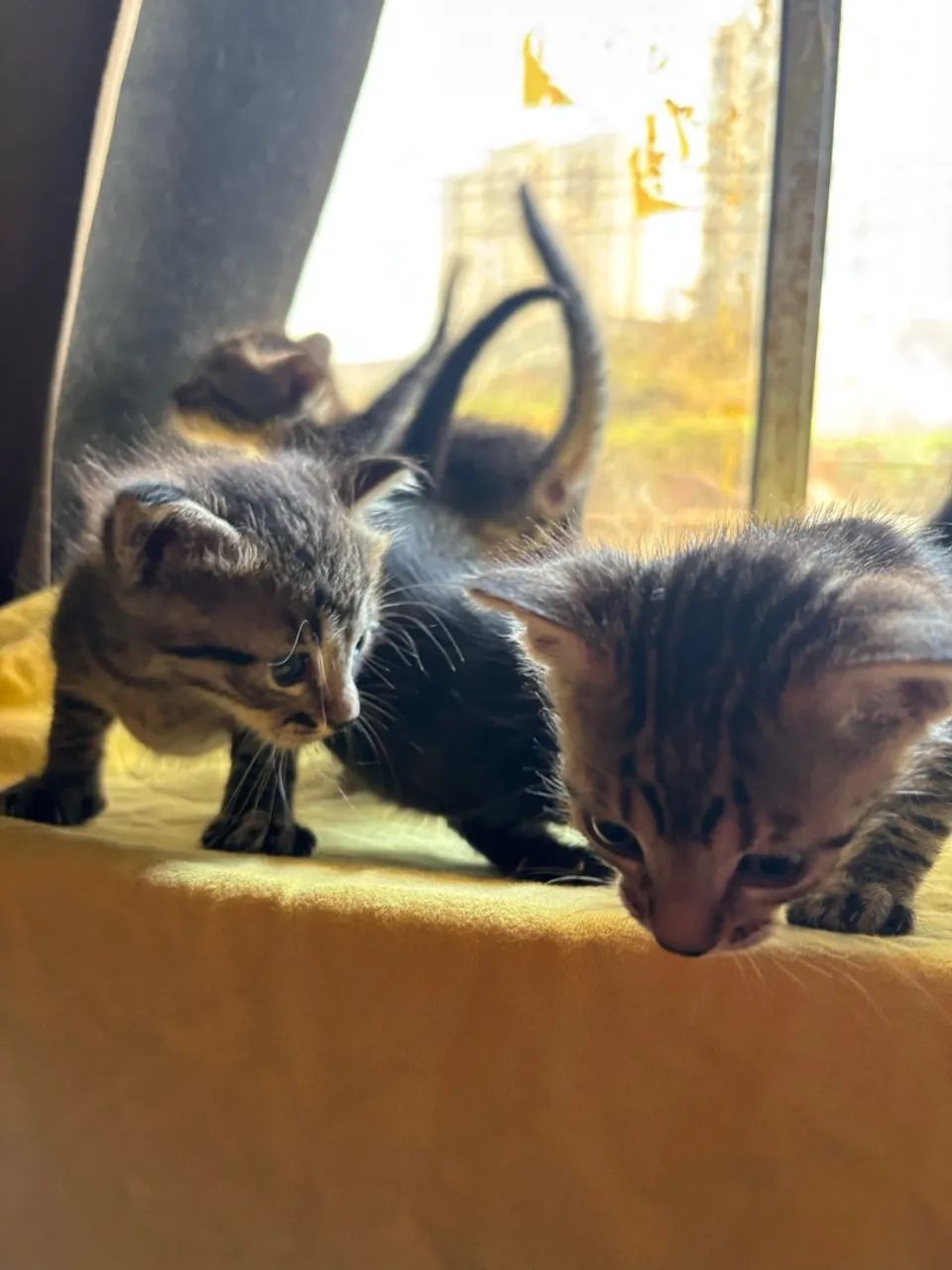 Gatos para doação  - Foto 2