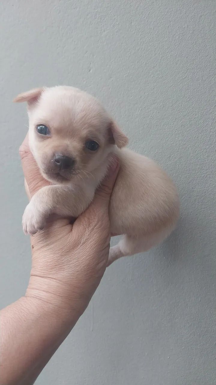 Chihuhua  - Foto 3