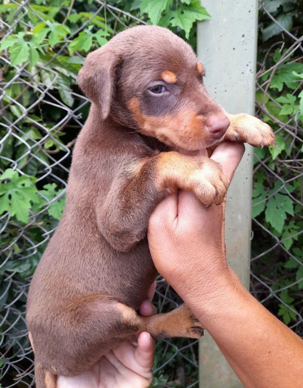 Dobermann. - Foto 5