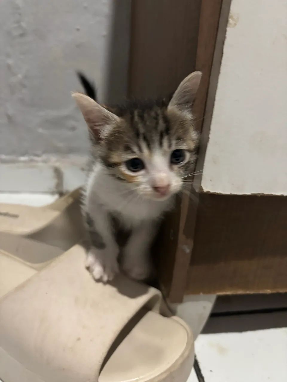 gatinhas para adotar  - Foto 2