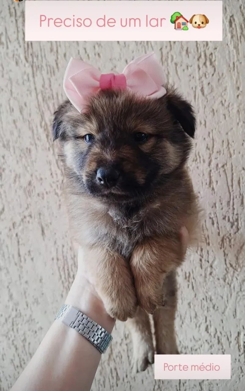 Filhote chow chow - Foto 2