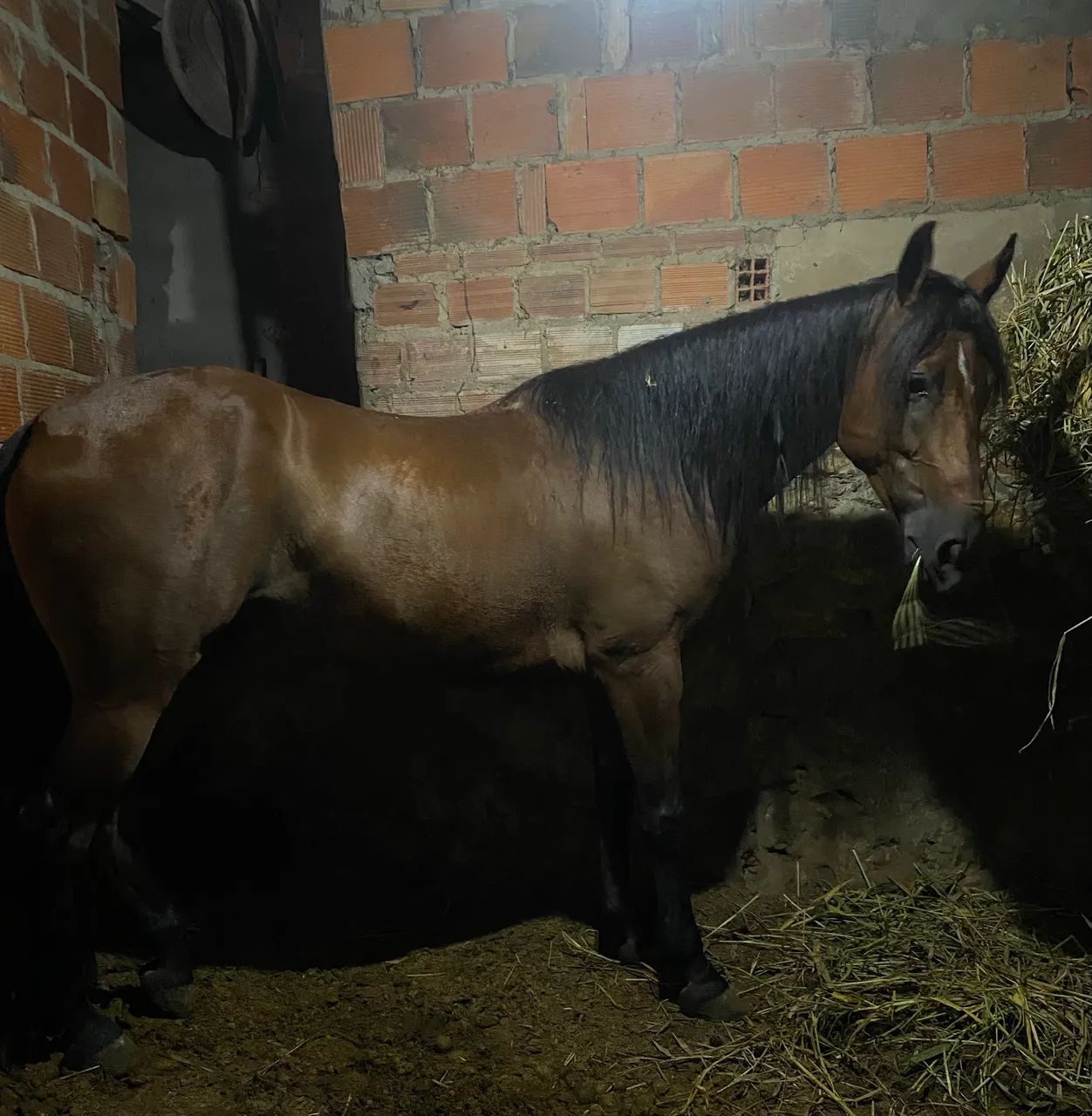 Égua de direta  - Foto 5