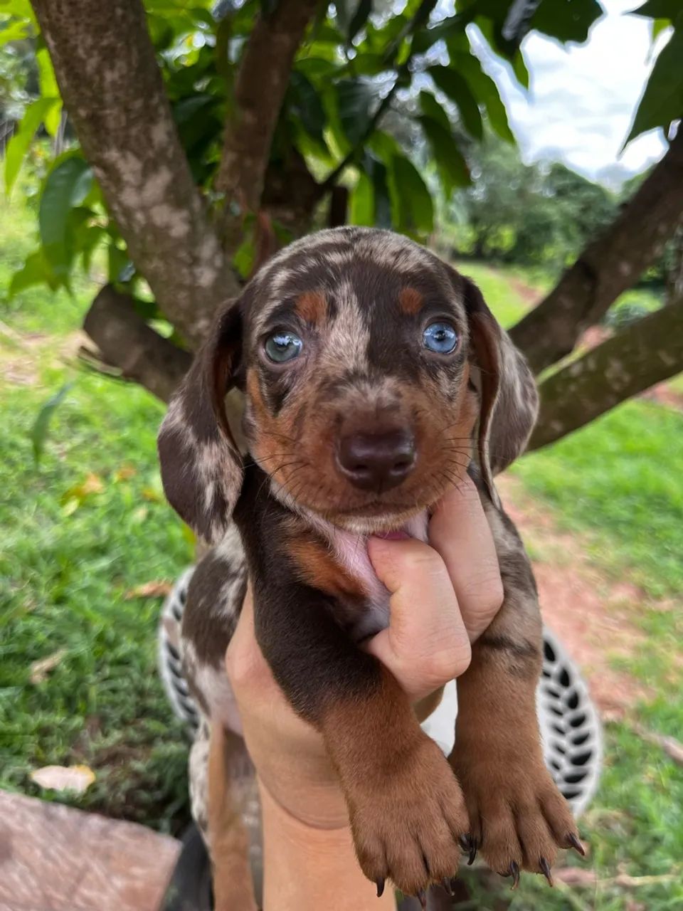 Filhote DACHSHUND macho  - Foto 4