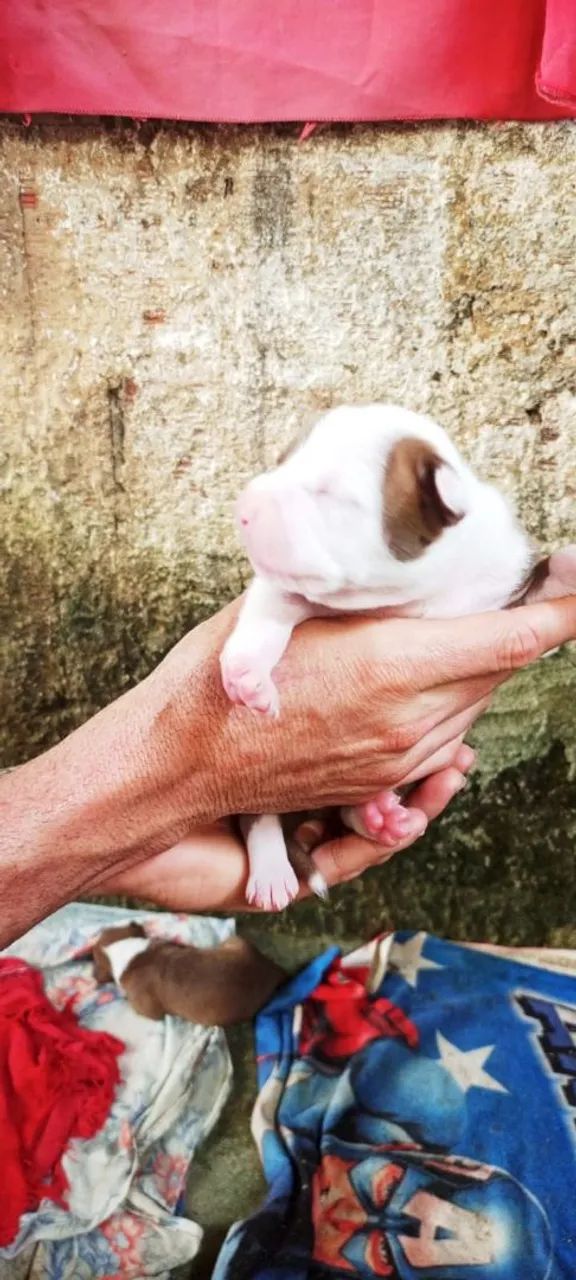 500 Vendesse filhotes de Pit monster com pitbull  - Foto 3