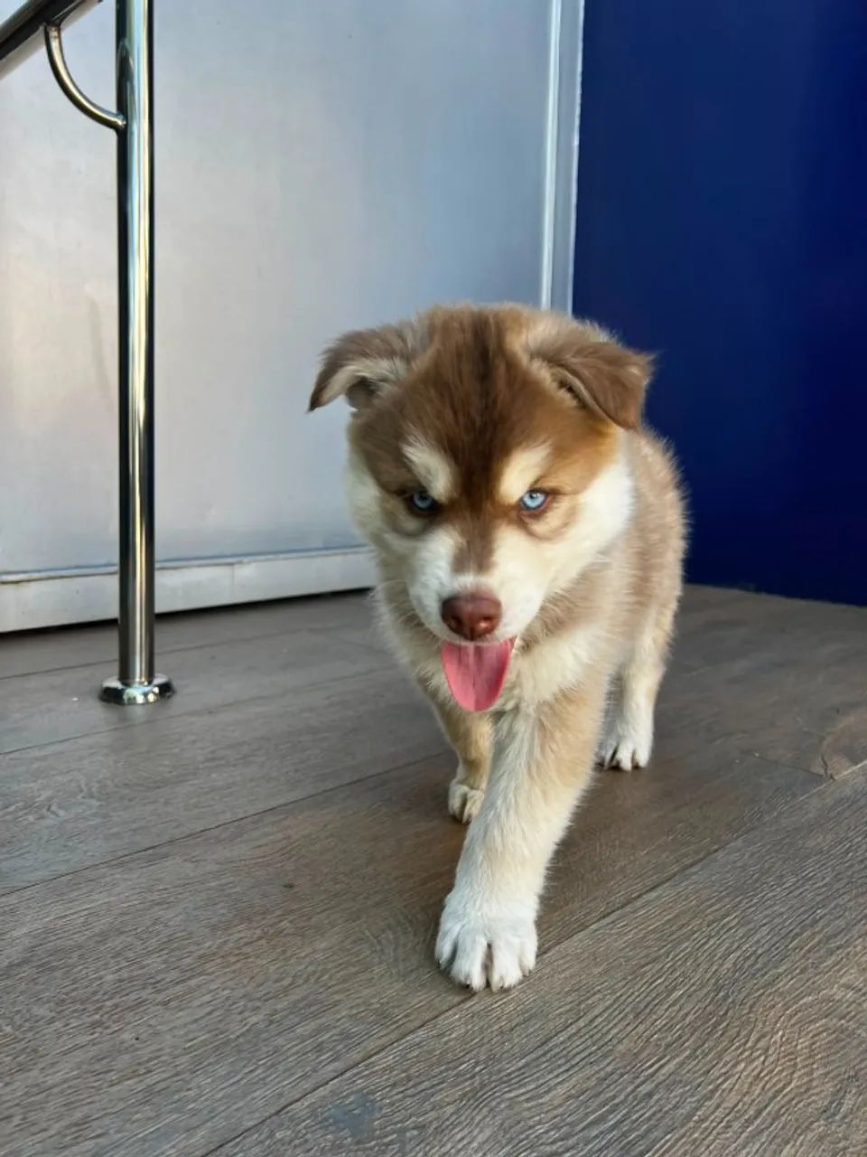HUSKY SIBERIANO - Foto 3