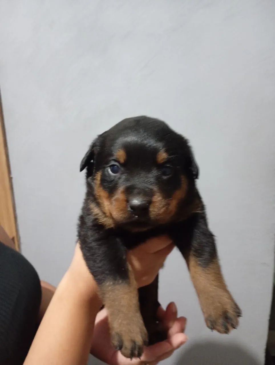 Filhotes de Rottweiler  - Foto 4
